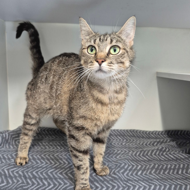 Photo of Willow