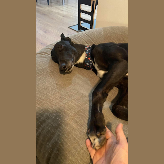 Photo of Danny, The Greyhounds
