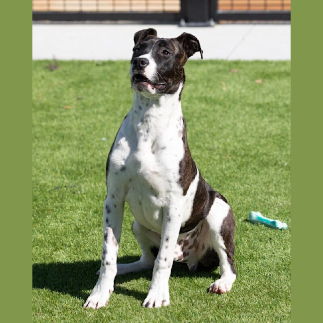 Photo of Rover