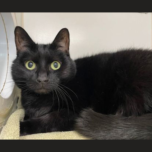 Photo of Pinot