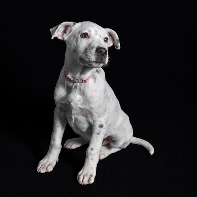 Photo of Stella