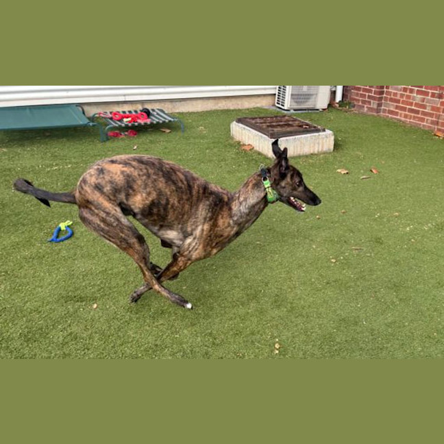 Photo of Loki