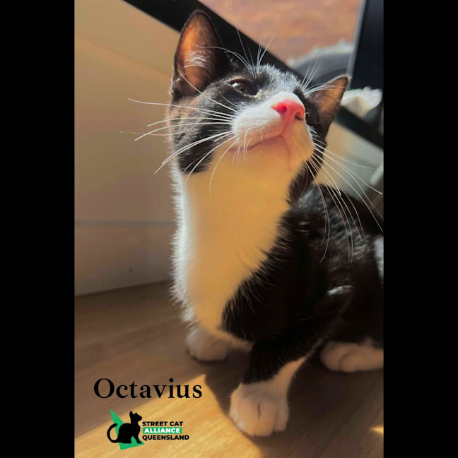 Photo of Octavius