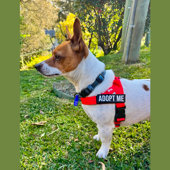 Photo of Poh   3 Year Old Fox Terrier