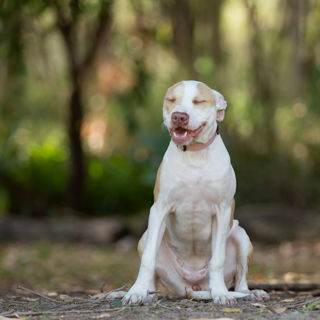 Photo of Waffles