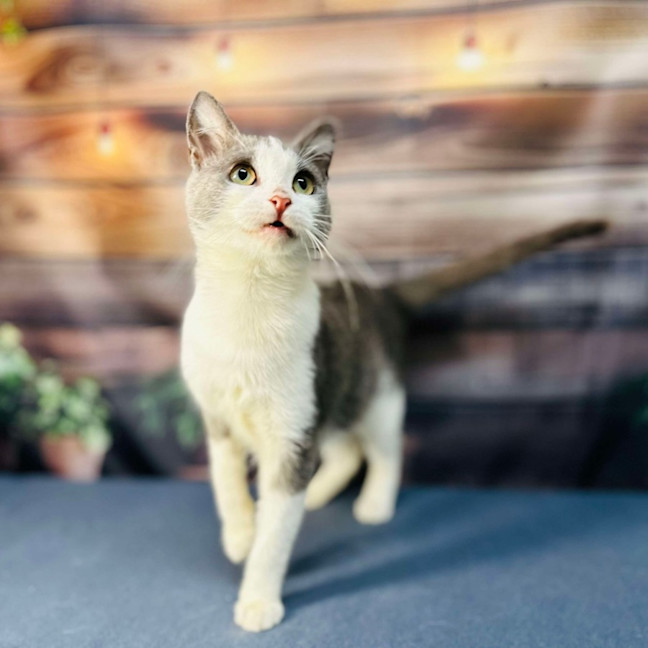 Photo of Lilly   Located In Brunswick East