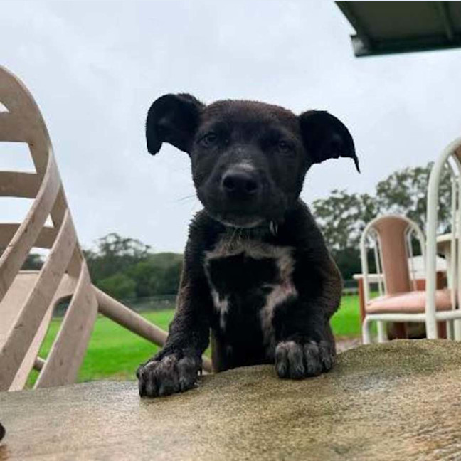 Photo of Woody