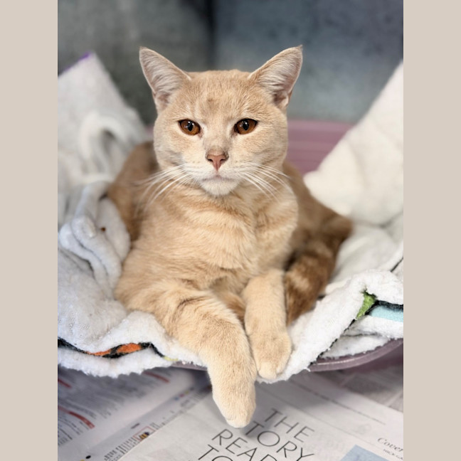 Photo of Peanut