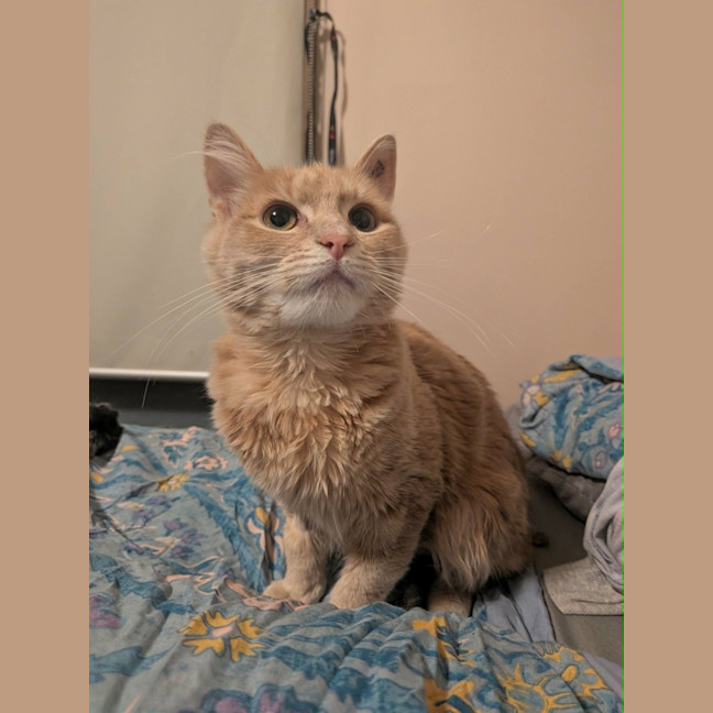 Photo of Mittens