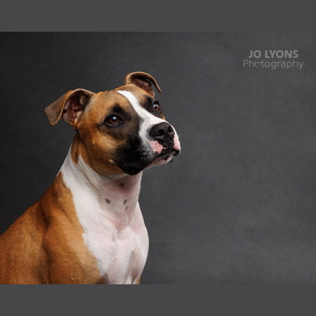 Photo of Rocket   2 Year Old Staffy X
