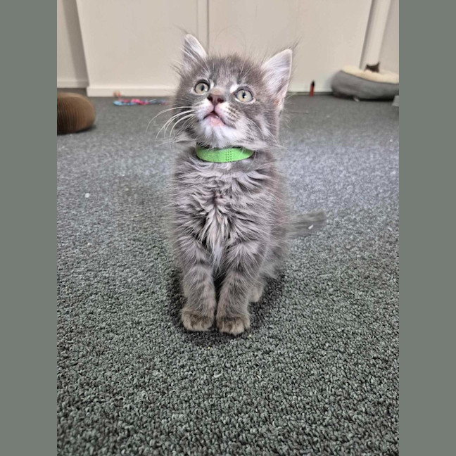 Photo of Stormy