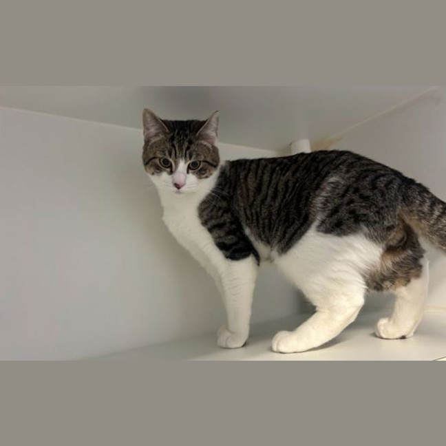 Photo of Pickle