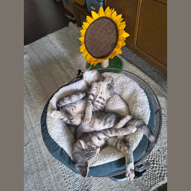 Photo of Bruno / Fruit Loop