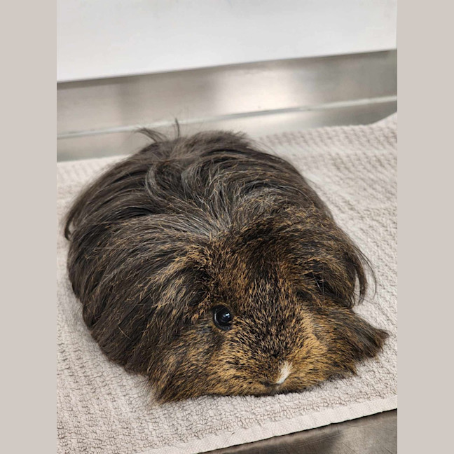 Photo of 🧉 Cola 6177 🧉