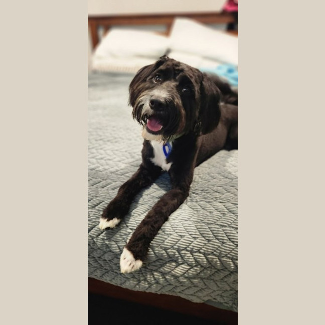 Photo of Dimond   10 Month Old Poodle X Staffy