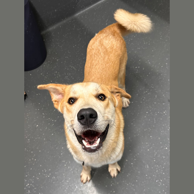 Photo of Cheeseburger