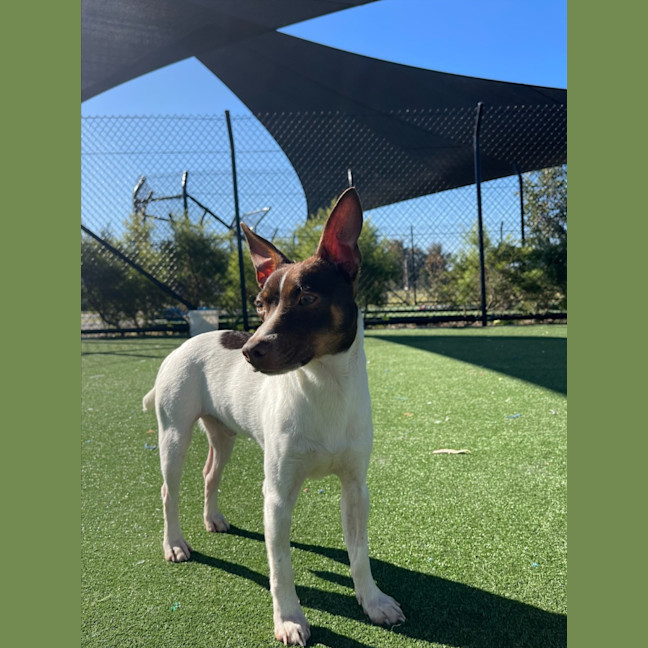 Photo of Nemo Imp 1733