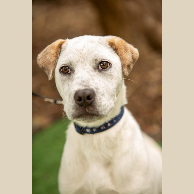 Photo of Cookie