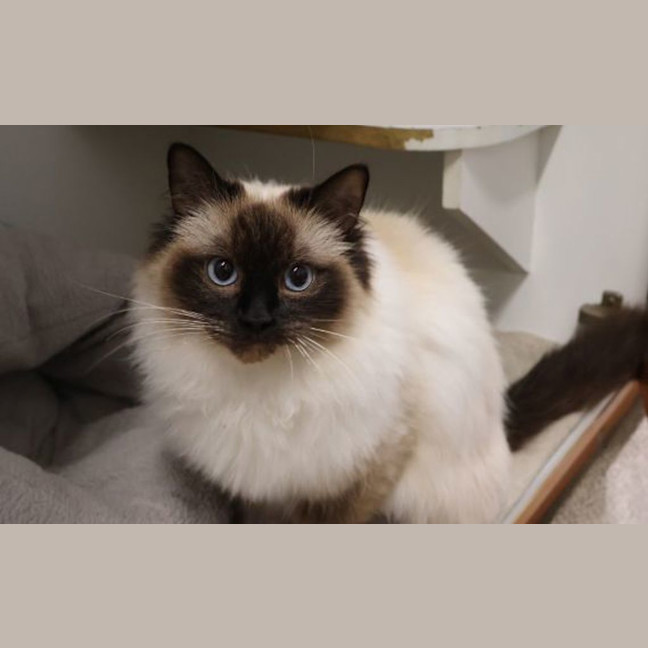 Photo of Layla