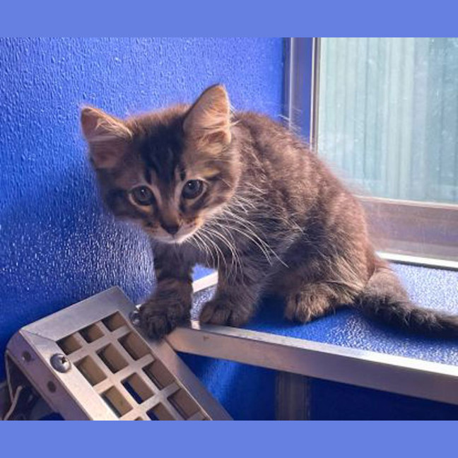 Photo of Smokey 