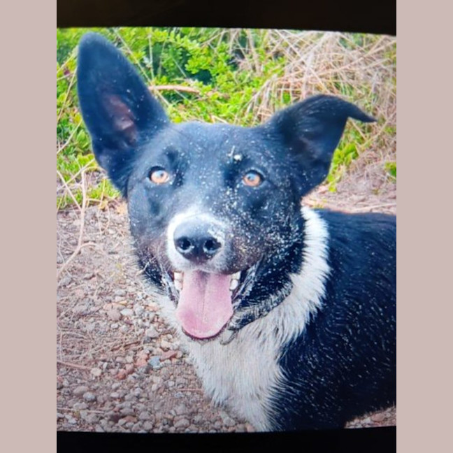 Photo of Buddy
