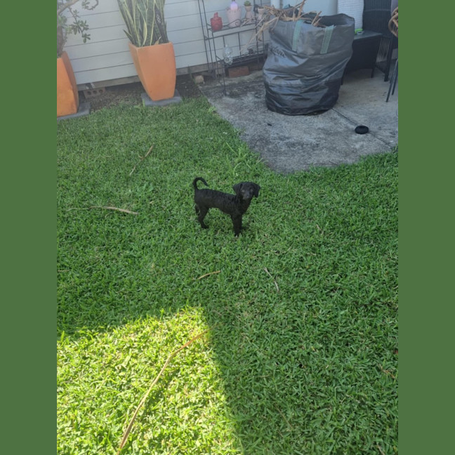 Photo of Pearl