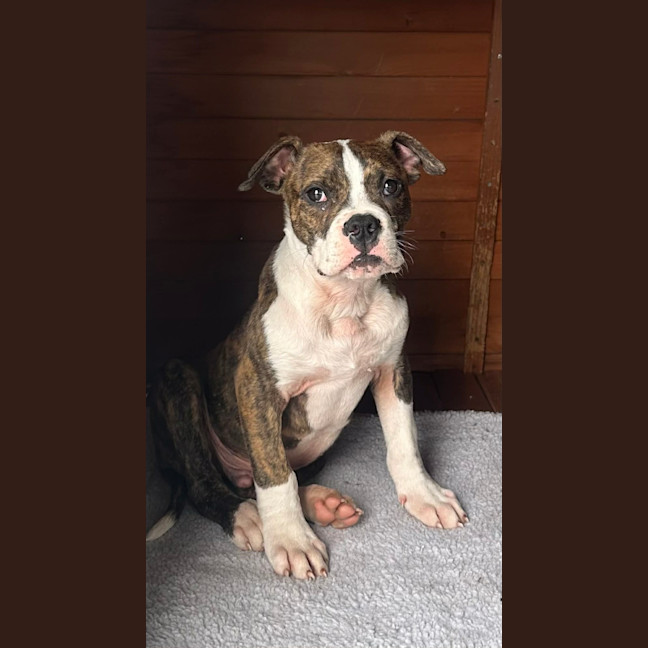 Photo of Ralph   12 Week Old American Bulldog X