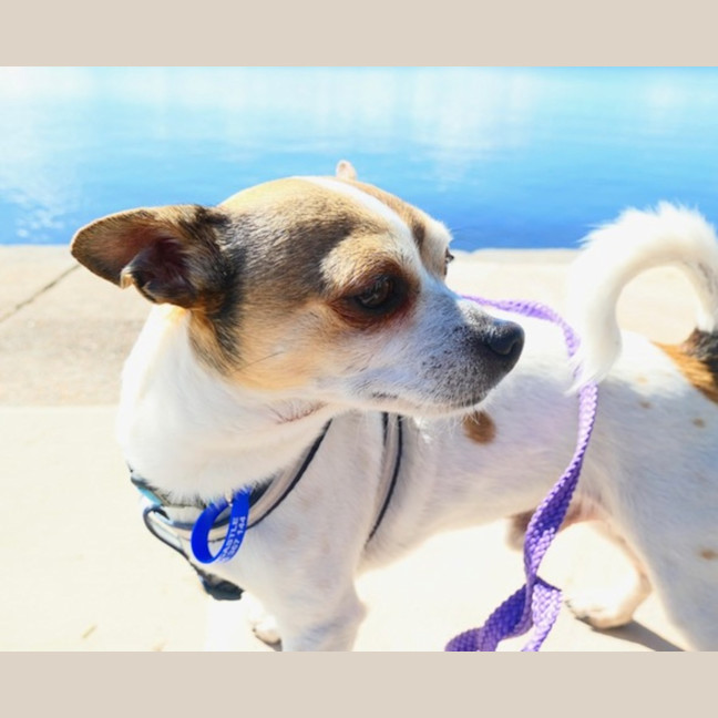 Photo of Ricky   8 Year Old Chihuahua
