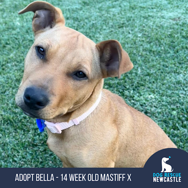 Photo of Bella   14 Week Old Mastiff X