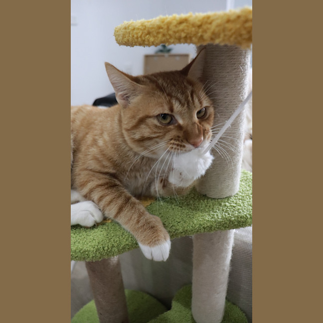 Photo of Auggie 