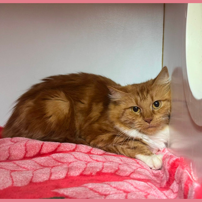 Photo of Princess Harriette