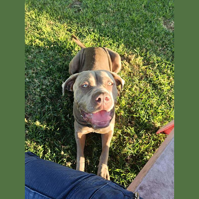 Photo of Luna