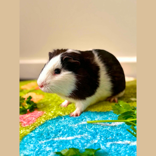 Photo of Zeno