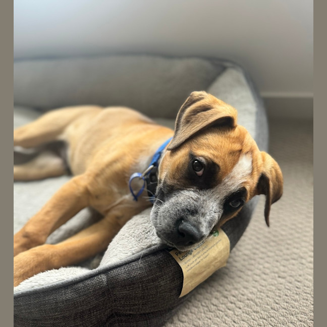 Photo of Oscar   10 Week Old Cattle Dog X Mastiff (Trial)