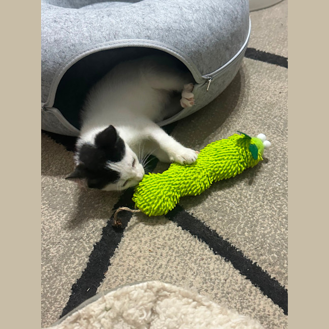 Photo of Theodore 😺🧶