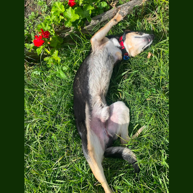 Photo of Beau *$350 Adoption Fee*