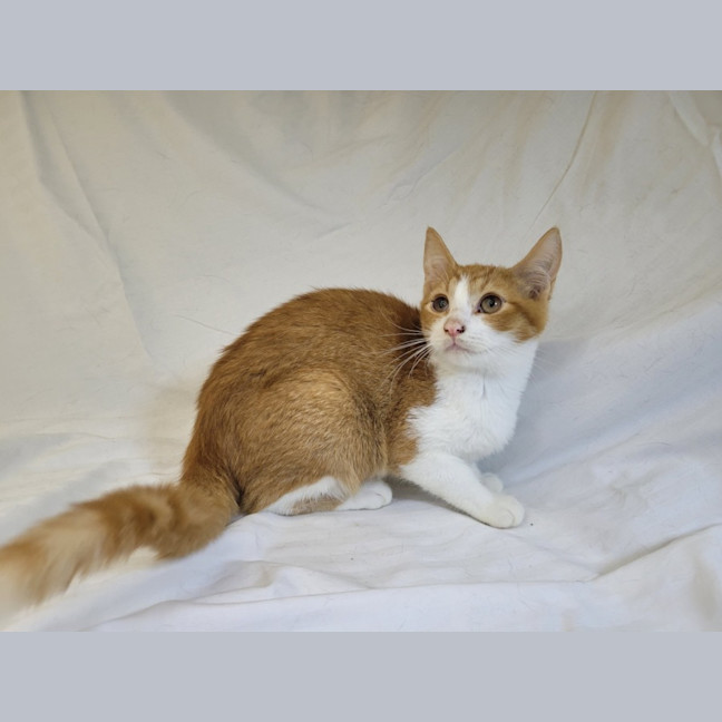 Photo of Tangerine 🍊 