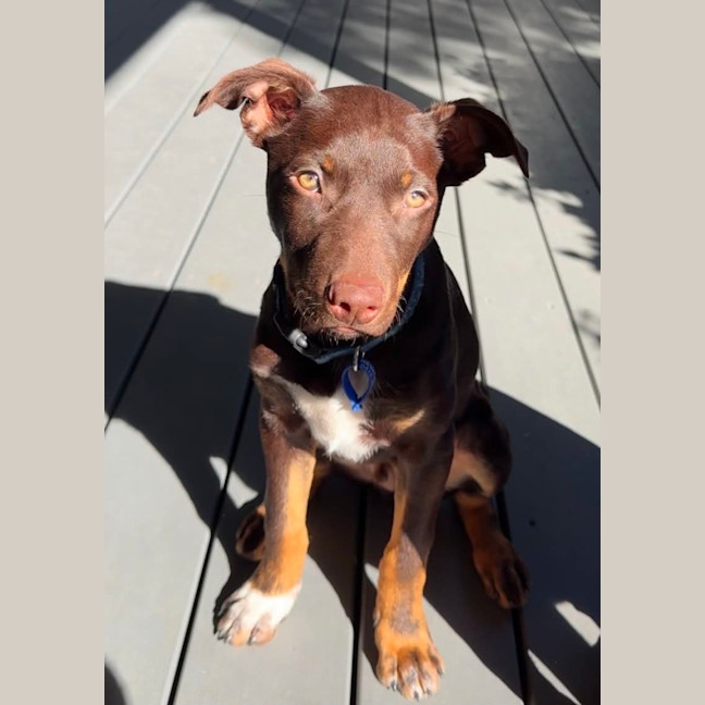 Photo of Scooby   13 Week Old Kelpie