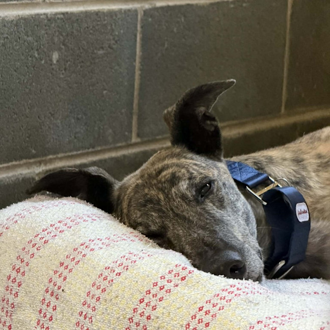 Photo of Pecco The Greyhound