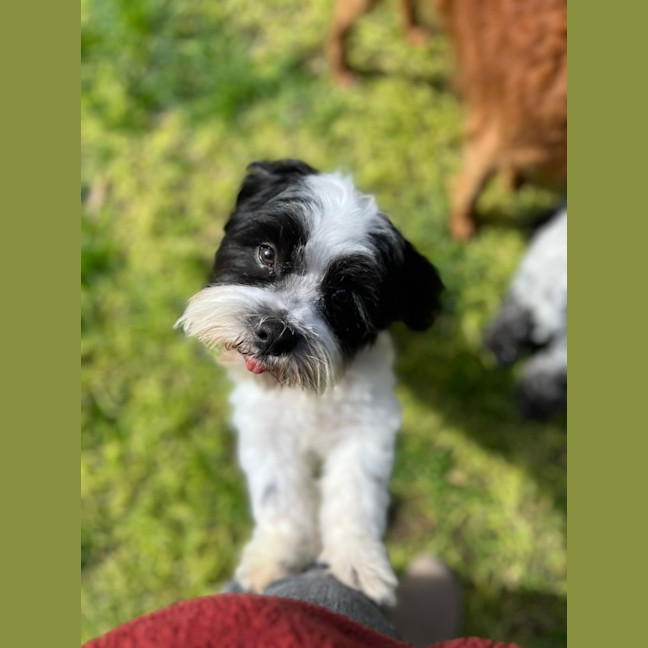 Photo of Herbie 