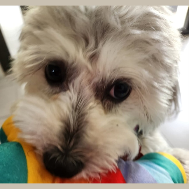 Photo of Archie