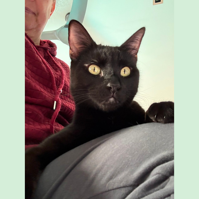 Photo of Alfie