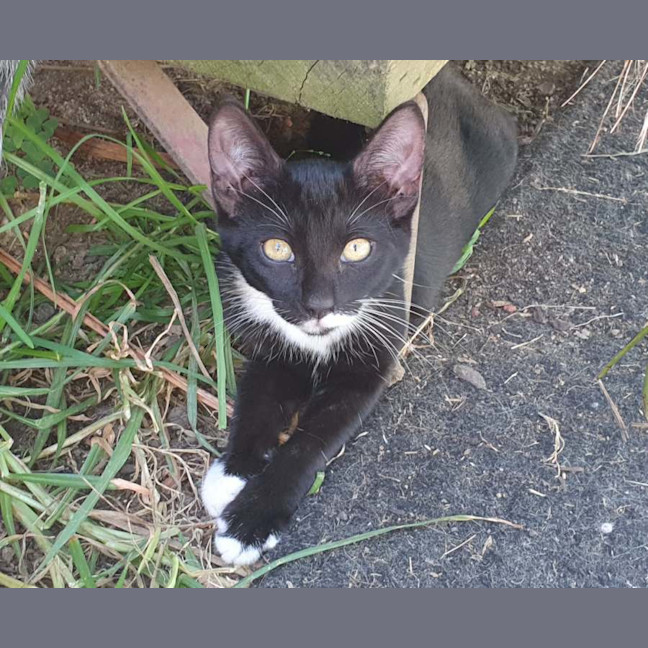 Photo of Aiko * 9 Lives Project Rescue*