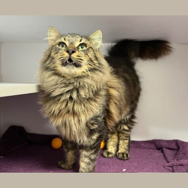 Photo of Hercules 