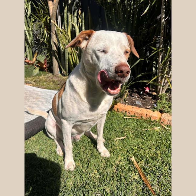 Photo of Chief