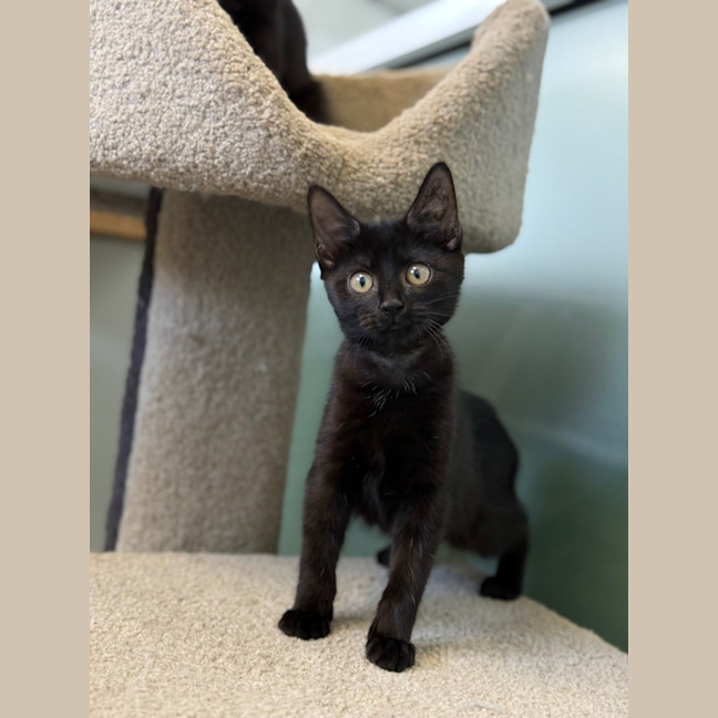 Photo of Crystal   Petstock Invermay