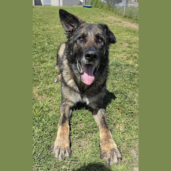 Photo of Shadow (64493)