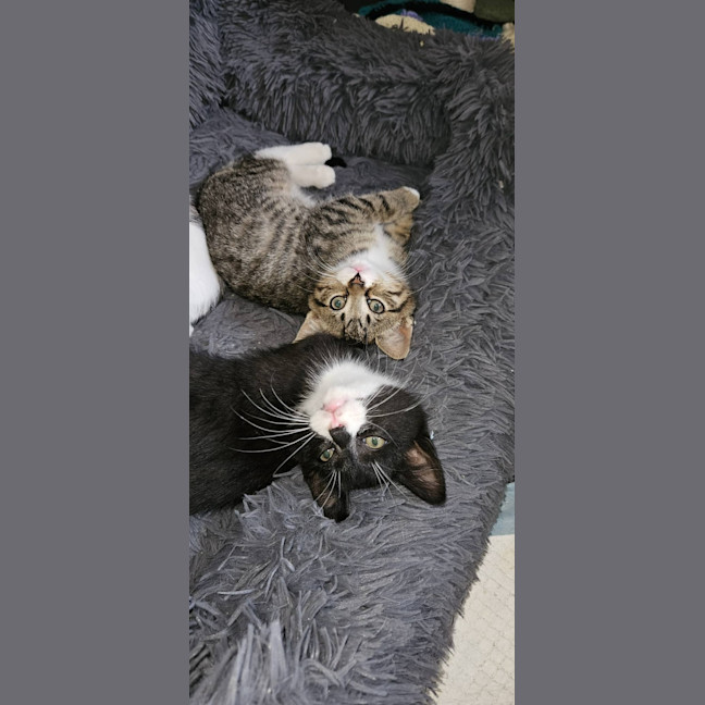 Photo of Zorro * 9 Lives Project Rescue*