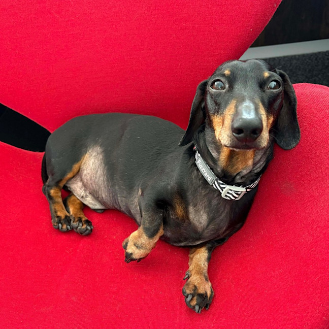 Photo of Perseus (Percy)