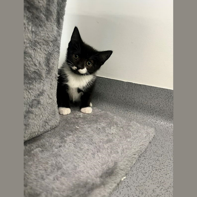 Photo of Cupcake